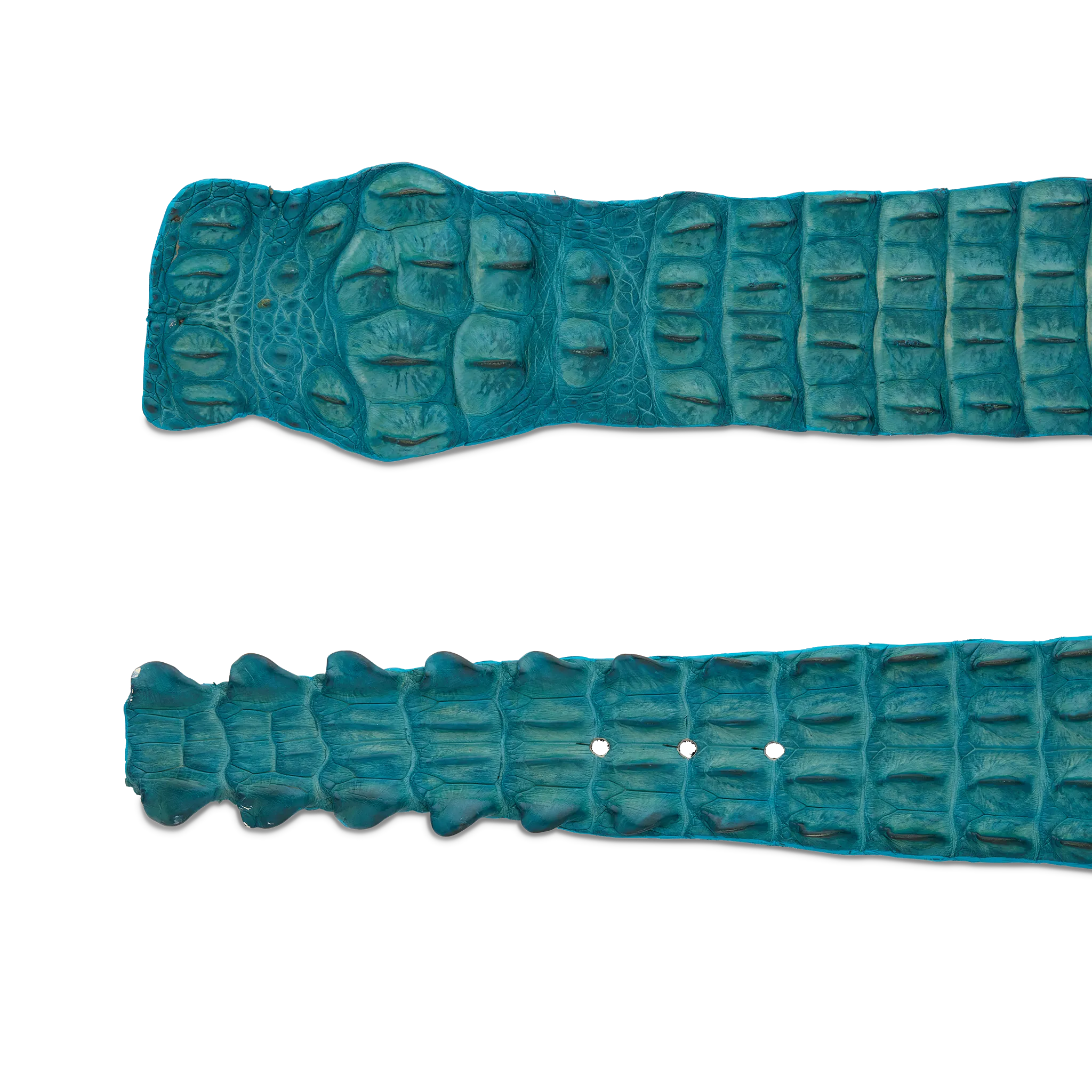 Hornback Caiman Belt :: Turquoise